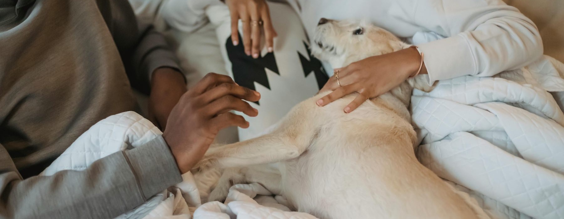 people petting a dog in a bed