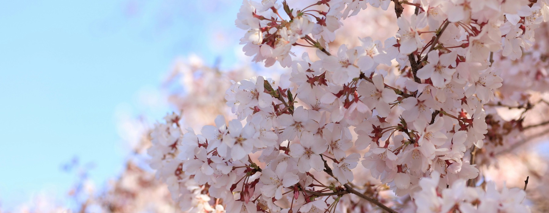 spring blooms in New Jersey